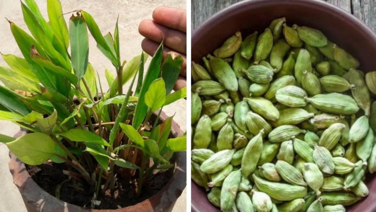 बिना किसी झंझट के घर पर उगाएं खुशबूदार इलायची का पौधा, जानें सिपंल टिप्स एंड ट्रिक्स