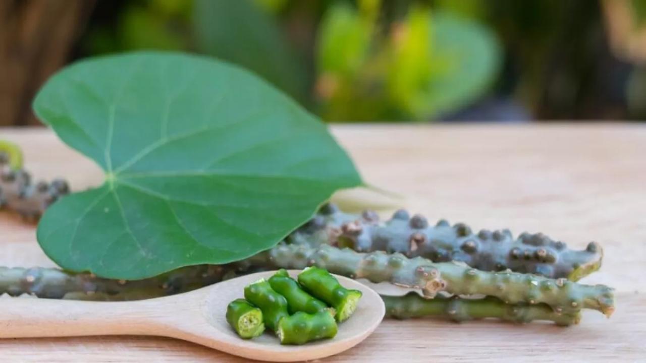 Giloy Benefits: सेहत के लिए अमृत है गिलोय, जानिए कब और कैसे करें सेवन