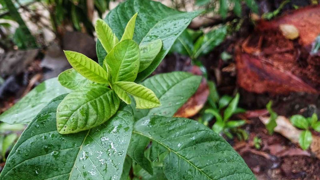Guava-leaf-uses