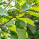 advantages-of-chewing-guava-leaves-on-an-empty-stomach