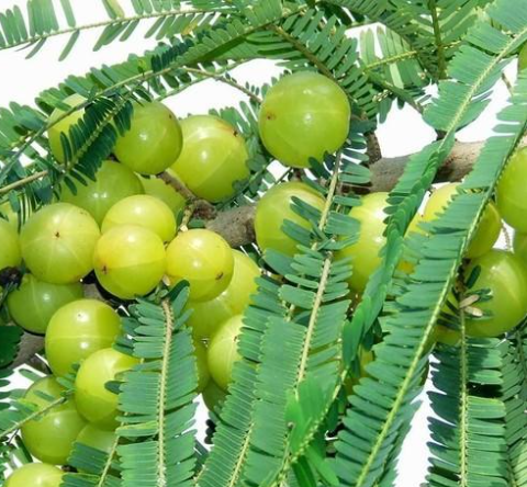 benefits of eating amla
