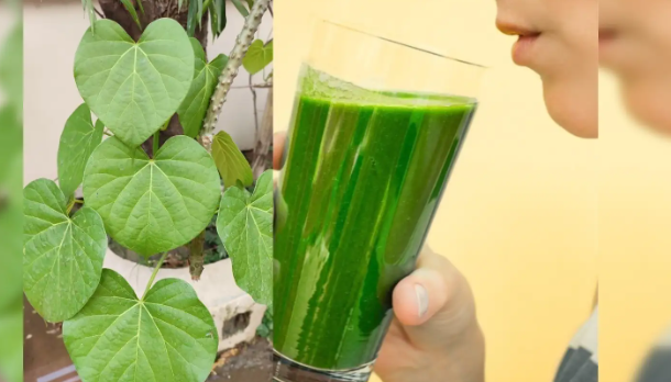 benefits of eating giloy