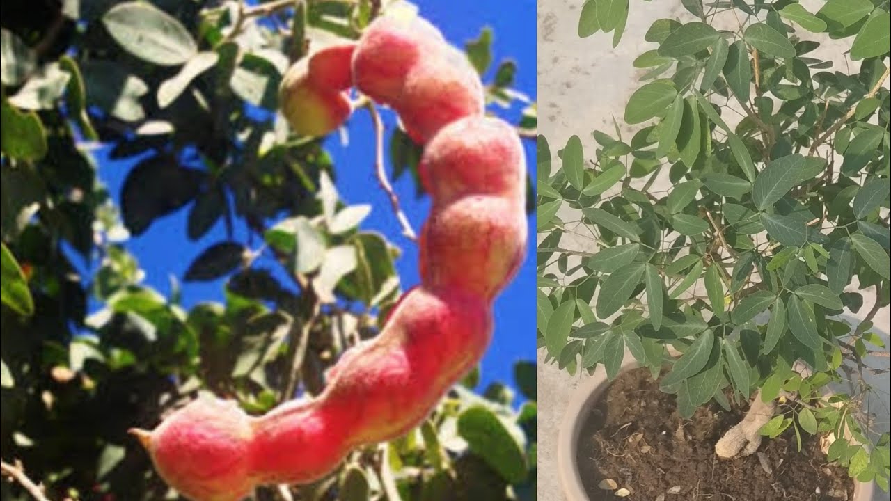 benefits of jungle jalebi