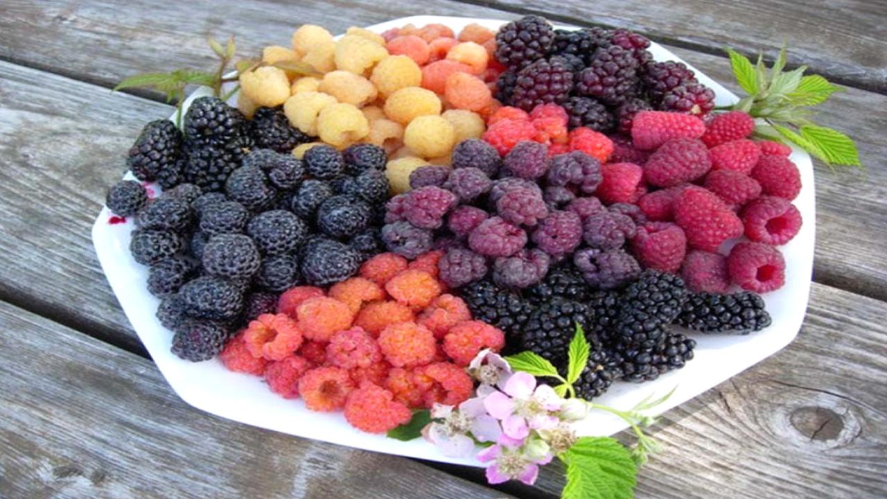 berries-colourful-superfruits-packed-with-health-benefits-and-flavour-nutrition-taste-and-wellness