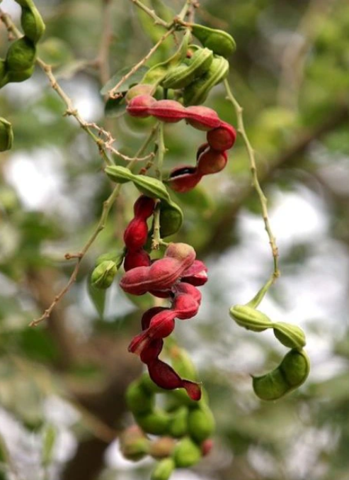 jungle jalebi benefits