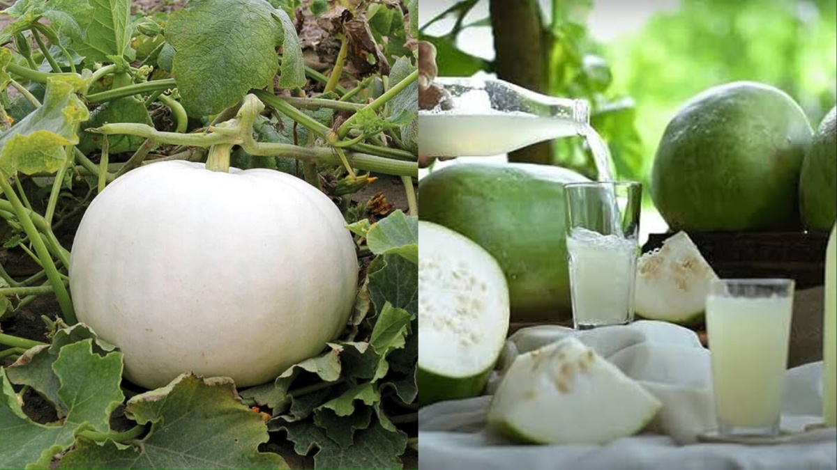 white pumkin juice