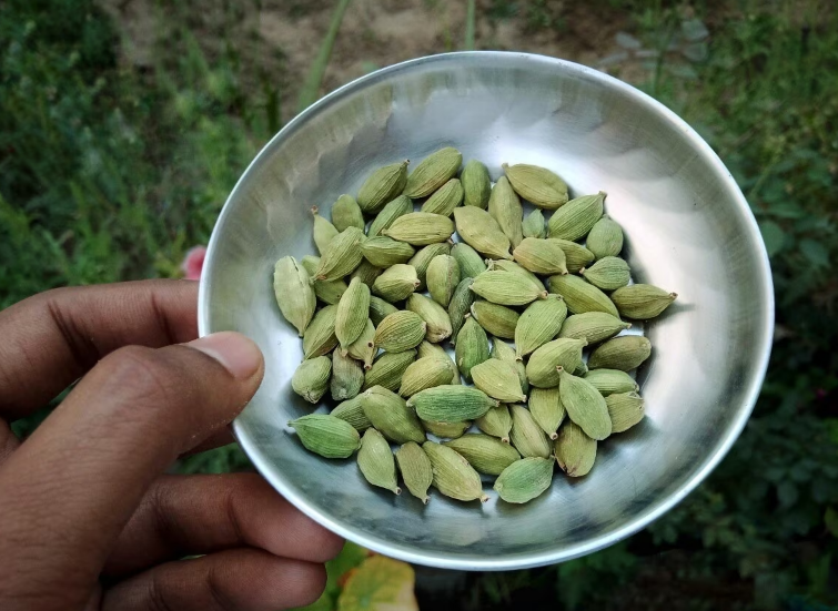 Know The Benefits Of Green Cardamom