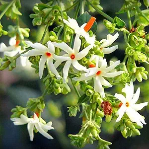 benefits of paarijaat