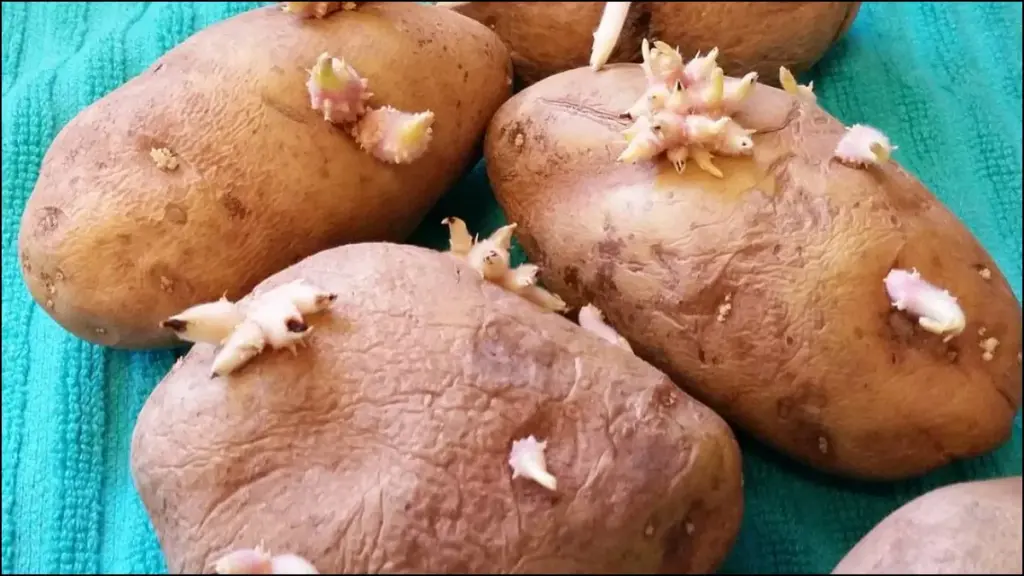 sprouted potato ankurit aalu khane ke nuksan