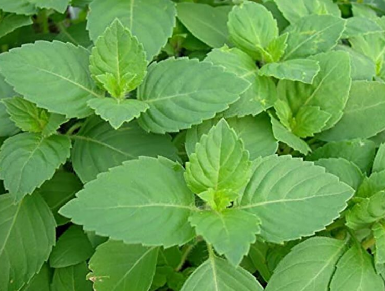 tulsi khane ke fayde