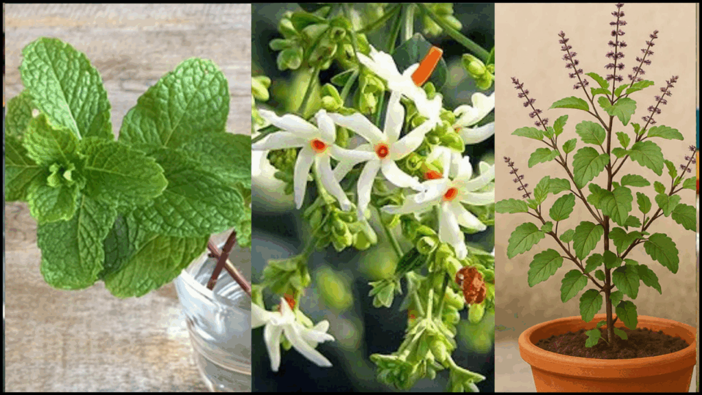 tulsi, parijaat, pudina benefits