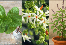 tulsi, parijaat, pudina benefits