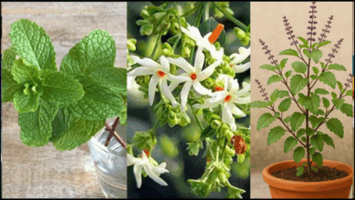 tulsi, parijaat, pudina benefits
