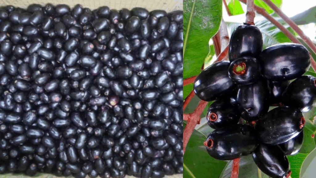 Every Day Jamun Daily Benefits