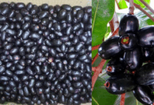Every Day Jamun Daily Benefits