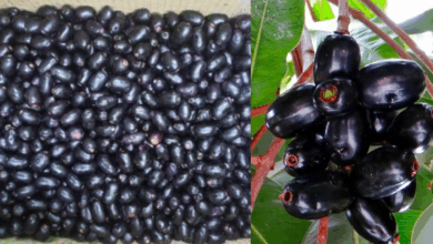 Every Day Jamun Daily Benefits