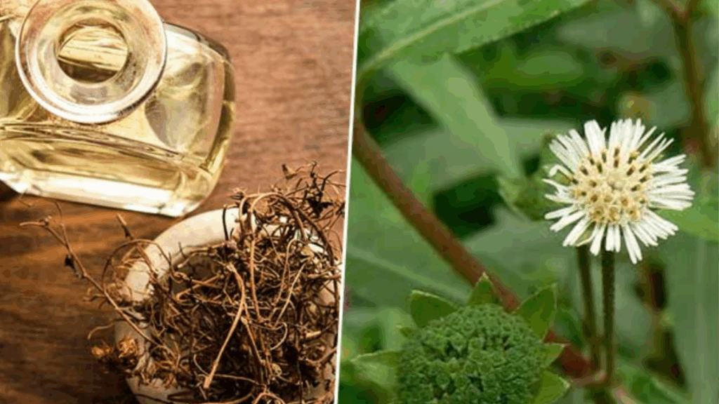 benefits of bhringraaj oil