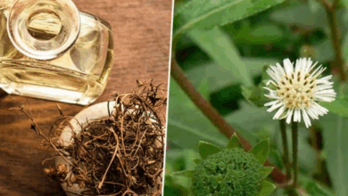 benefits of bhringraaj oil