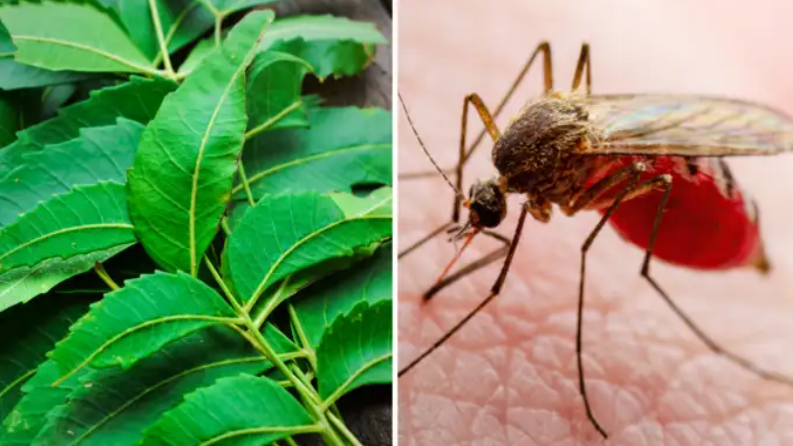 how to get rid of mosquito from house