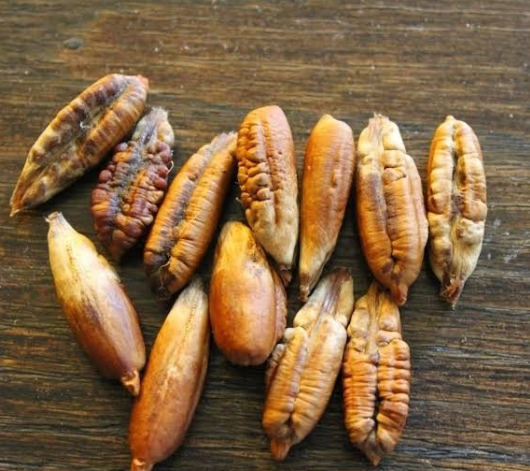 how to make date seed coffee powder