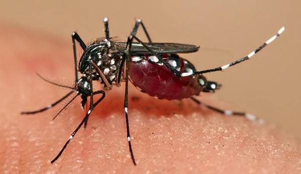 Mosquito bite