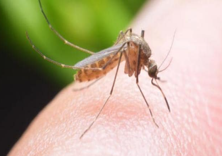 how to get rid of mosquito
