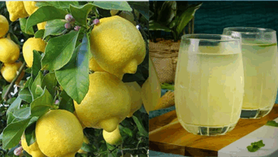 rojana nimbu pani peene ke nuksaan