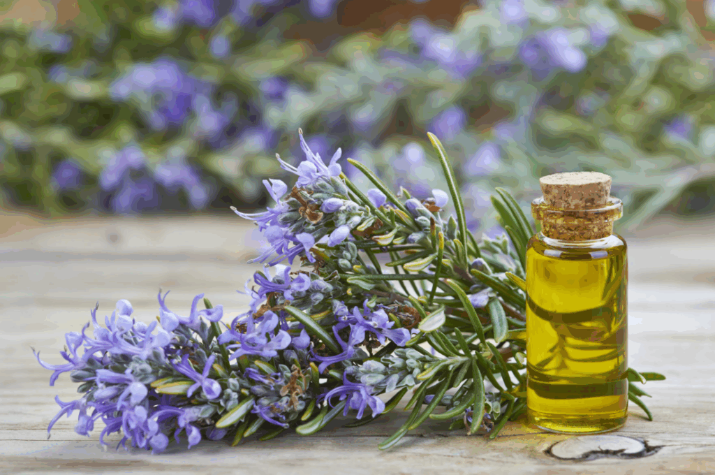 rosemary oil or rosemary water which one is best for hairs